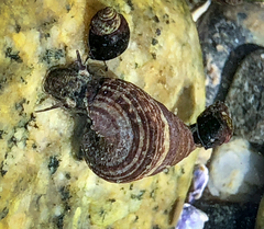 Batillaria attramentaria