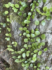 Lemmaphyllum microphyllum