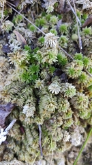 Sphagnum palustre