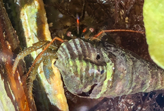 Pagurus granosimanus