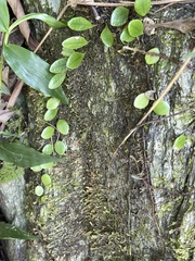 Lemmaphyllum microphyllum