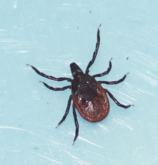 Ixodes ricinus
