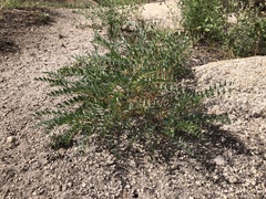Astragalus palmeri