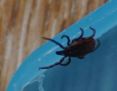 Ixodes ricinus