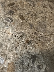 Rilaena triangularis