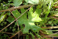 Petasites frigidus