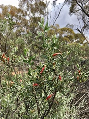 Eremophila glabra