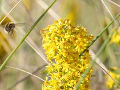 Solidago virgaurea