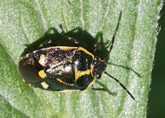 Eurydema oleracea