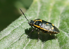 Eurydema oleracea