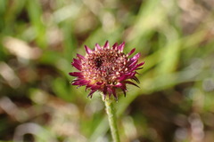 Erigeron glacialis