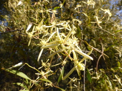 Clematis microphylla