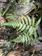 Diplazium dilatatum
