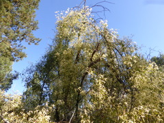 Clematis microphylla