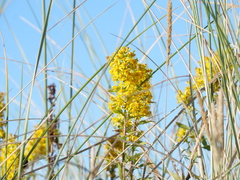 Solidago virgaurea