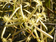 Clematis microphylla