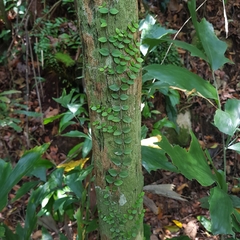 Micrechites serpyllifolius