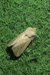 Mythimna albipuncta