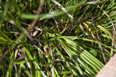 Carex sempervirens