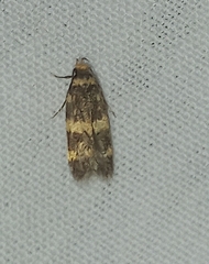 Oegoconia deauratella