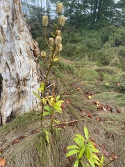 Lilium martagon