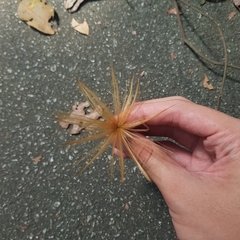 Micrechites serpyllifolius
