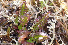 Pedicularis ornithorhynchos