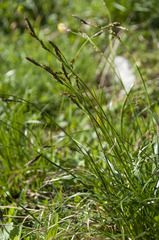 Carex sempervirens