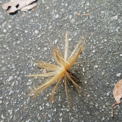 Micrechites serpyllifolius