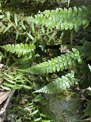 Microlepia strigosa