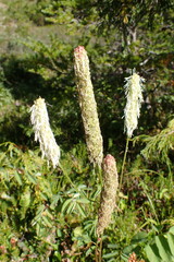 Sanguisorba