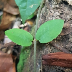 Micrechites serpyllifolius