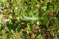 Petasites frigidus
