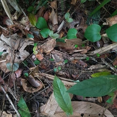 Micrechites serpyllifolius