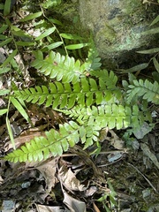 Microlepia strigosa