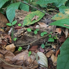 Micrechites serpyllifolius