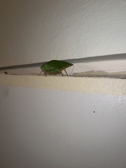 Microcentrum californicum