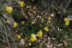 Anthyllis vulneraria carpatica