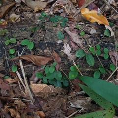 Micrechites serpyllifolius