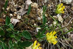 Anthyllis vulneraria carpatica
