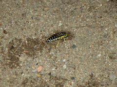 Stictia