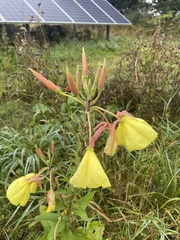Oenothera glazioviana