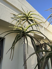 Aloidendron barberae