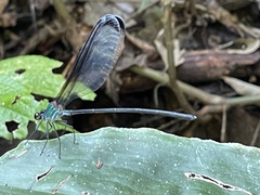 Psolodesmus mandarinus dorothea