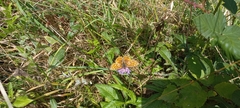 Boloria dia
