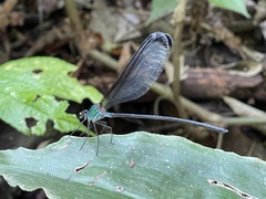 Psolodesmus mandarinus dorothea