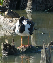 Anseranas semipalmata