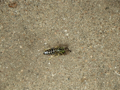 Stictia