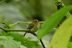 Myiophobus fasciatus