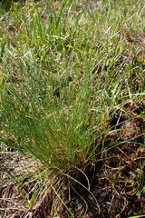 Trichophorum cespitosum